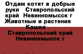 Отдам котят в добрые руки - Ставропольский край, Невинномысск г. Животные и растения » Кошки   . Ставропольский край,Невинномысск г.